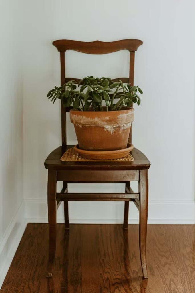 A wooden chair with a potted plant on it.