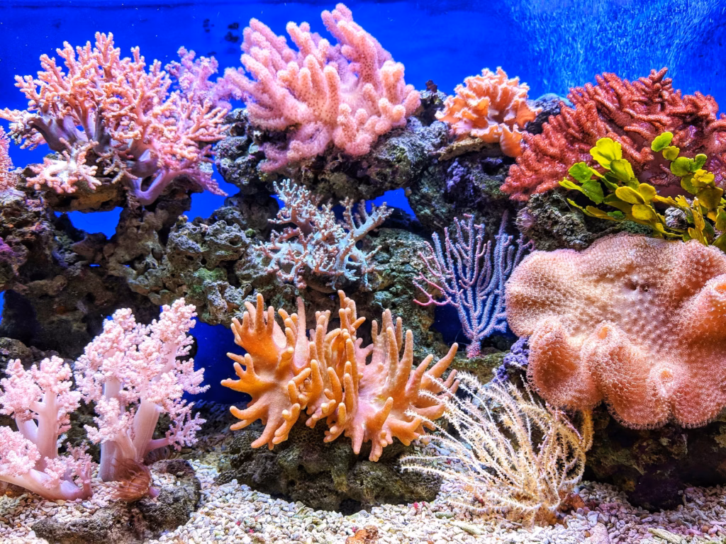 A vibrant coral reef with various sea creatures and colorful corals.